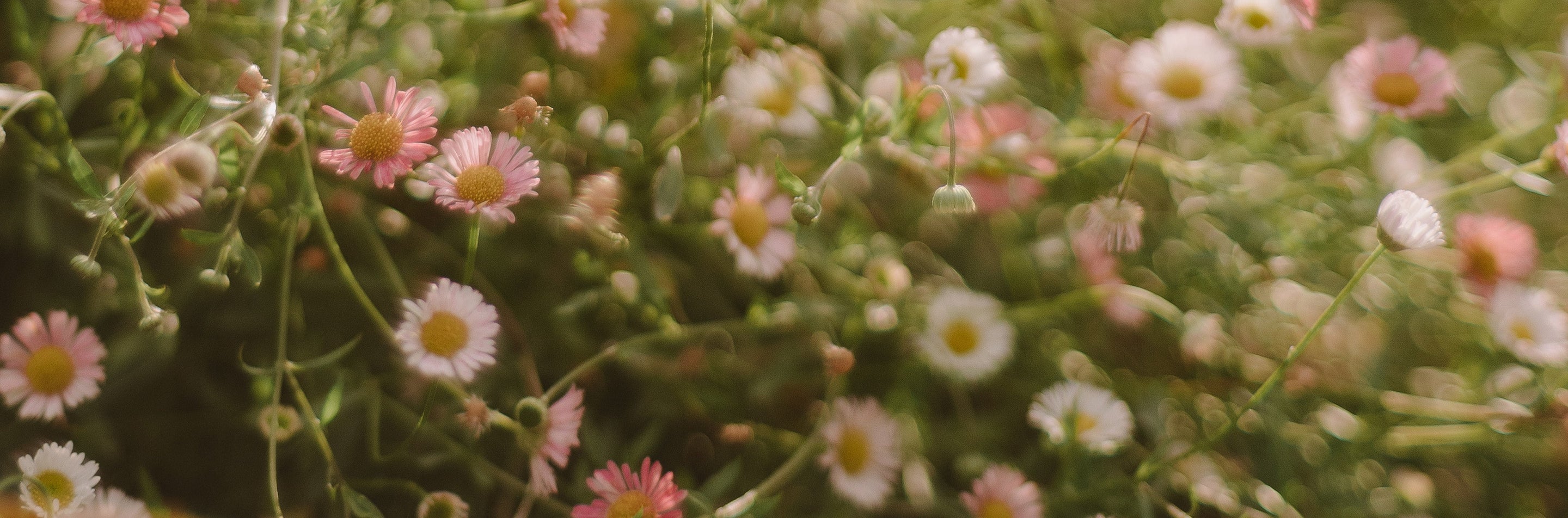 ABUNDANCE: Shifting Mindset Through Nature