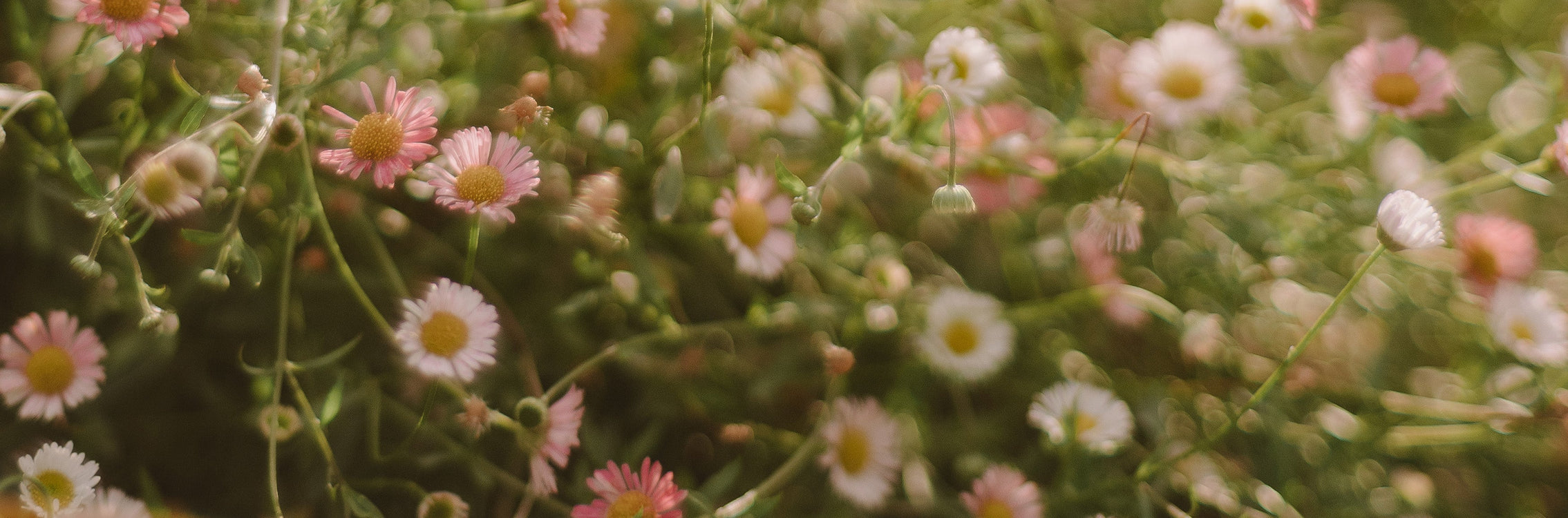 ABUNDANCE: Shifting Mindset Through Nature