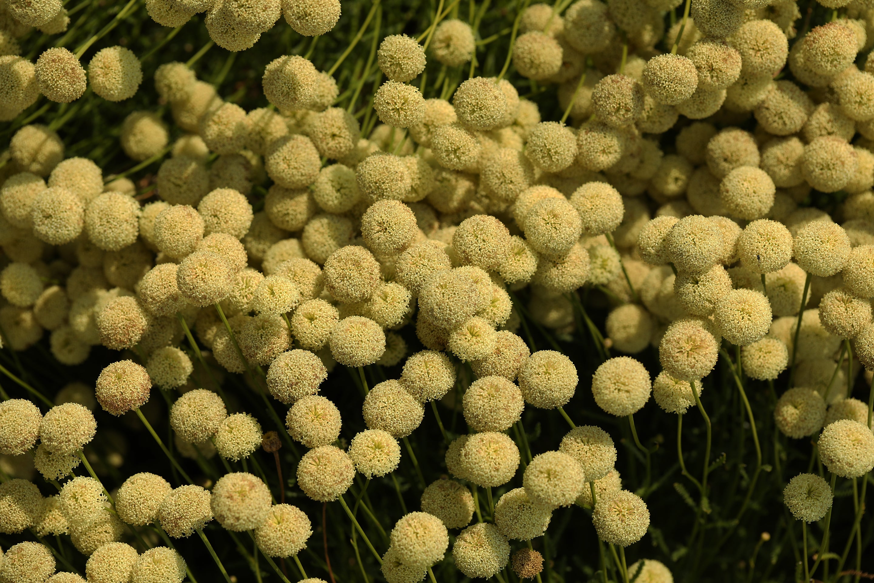 How Wildsmith is Made by Many