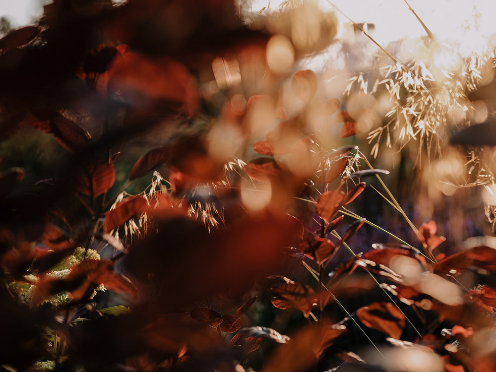 BALANCE: The Art of Spacious Living