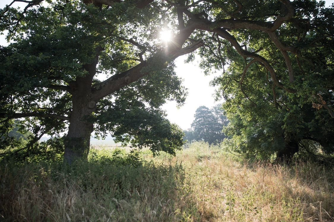 How the trees of Heckfield Place inspired our formulas