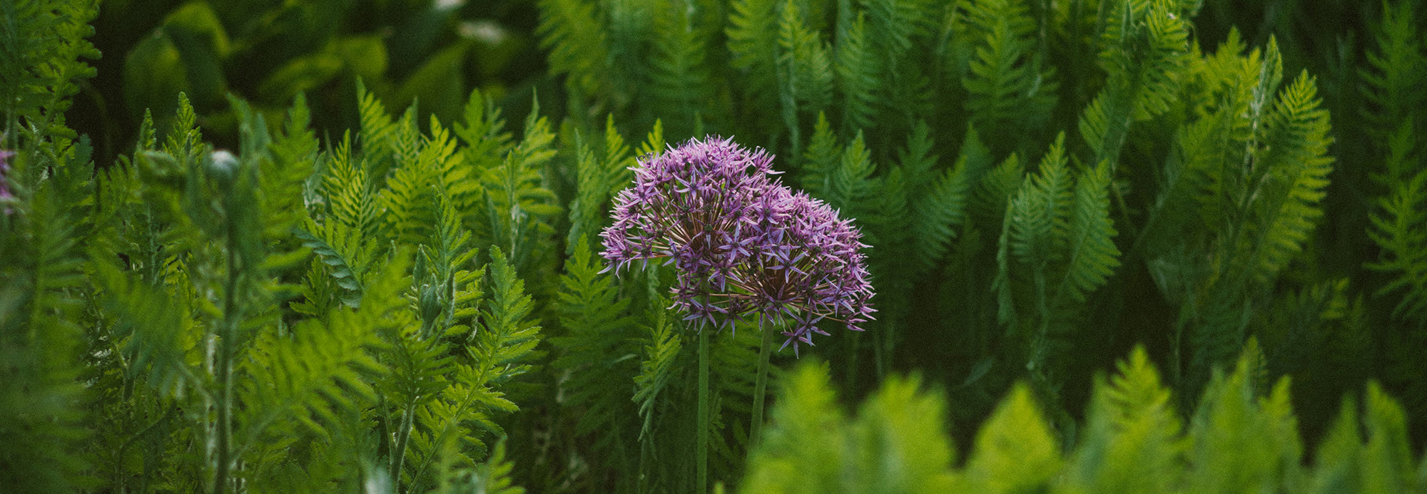 CREATIVITY: Wild Thinking In Natural Spaces