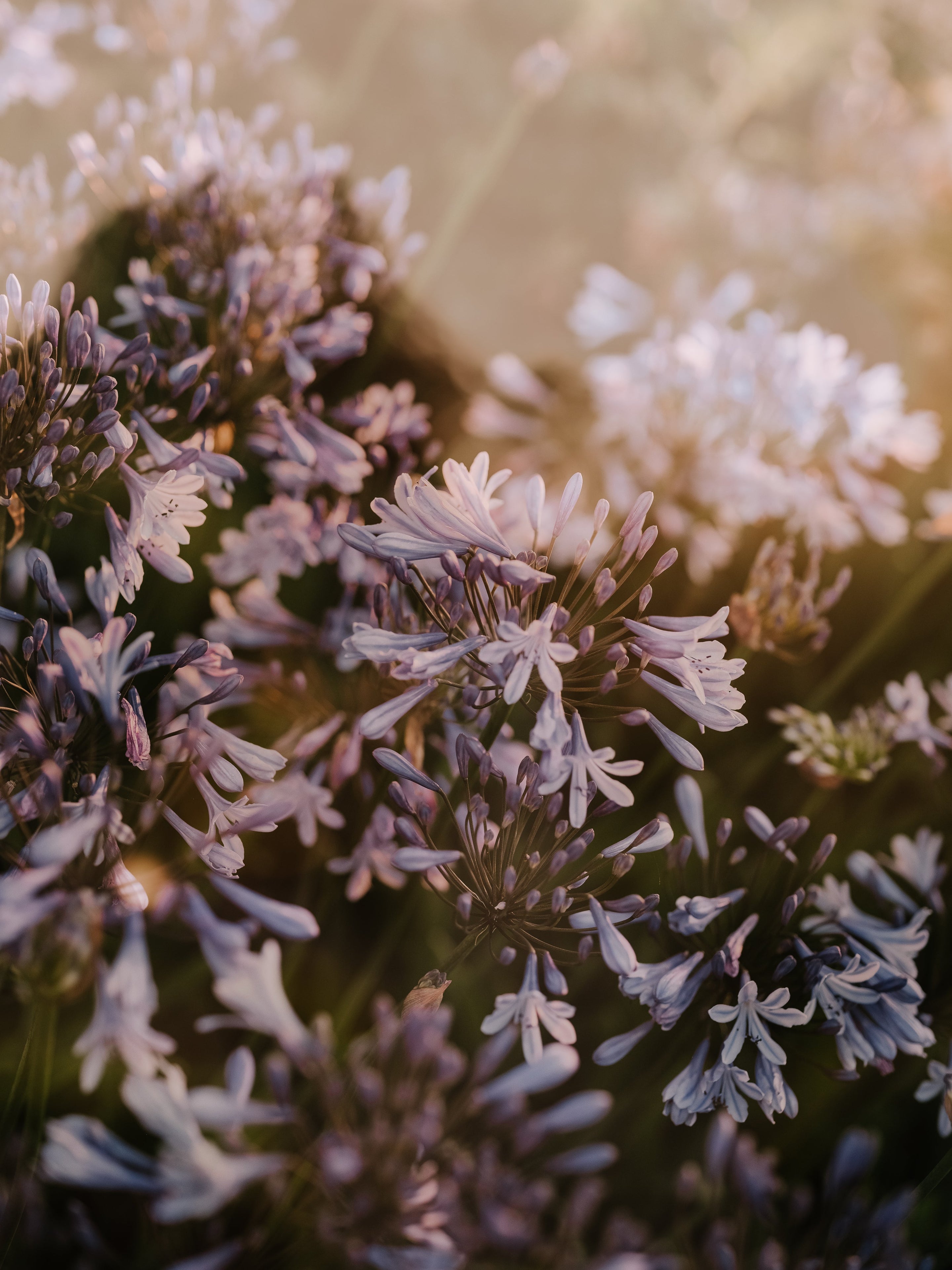 Vitality & Light: In Step With the Season