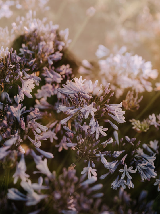 Vitality & Light: In Step With the Season