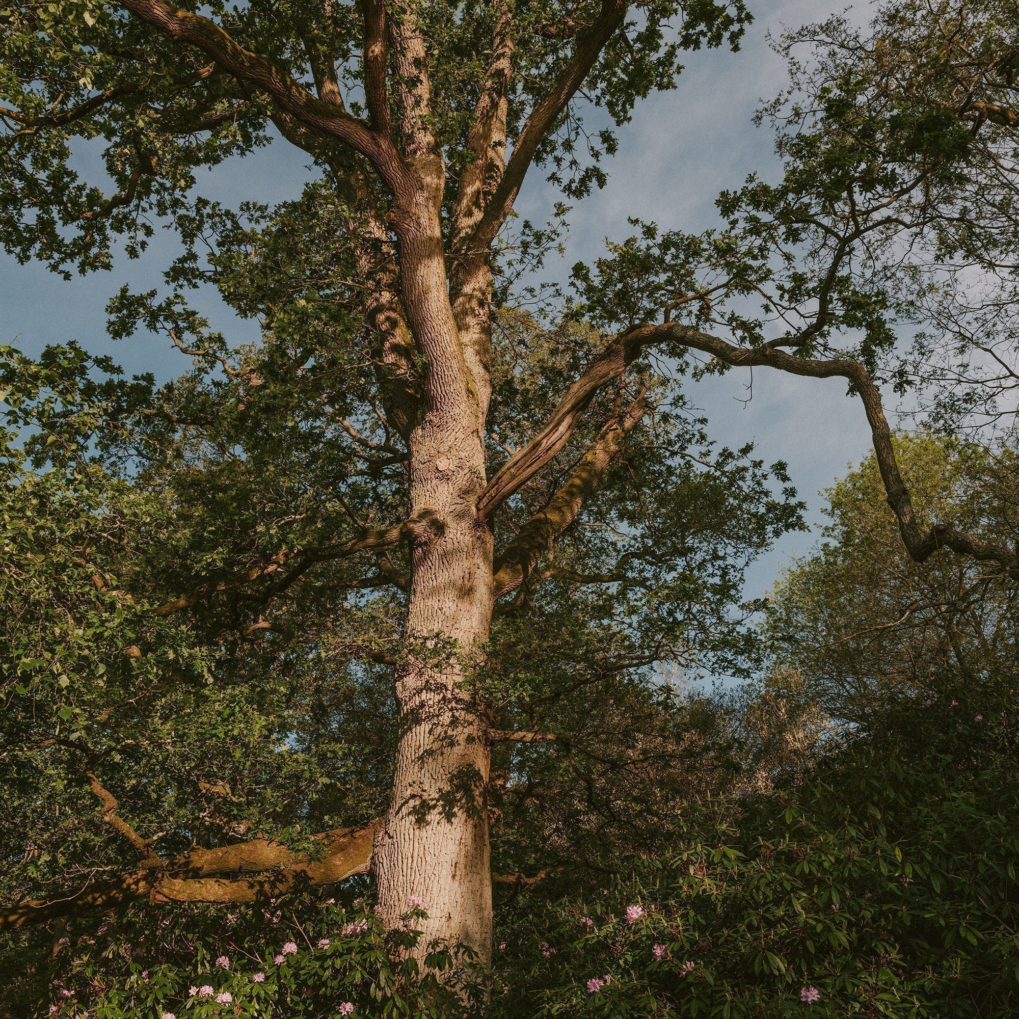 One Year Among the Trees: The Treehouse at Liberty