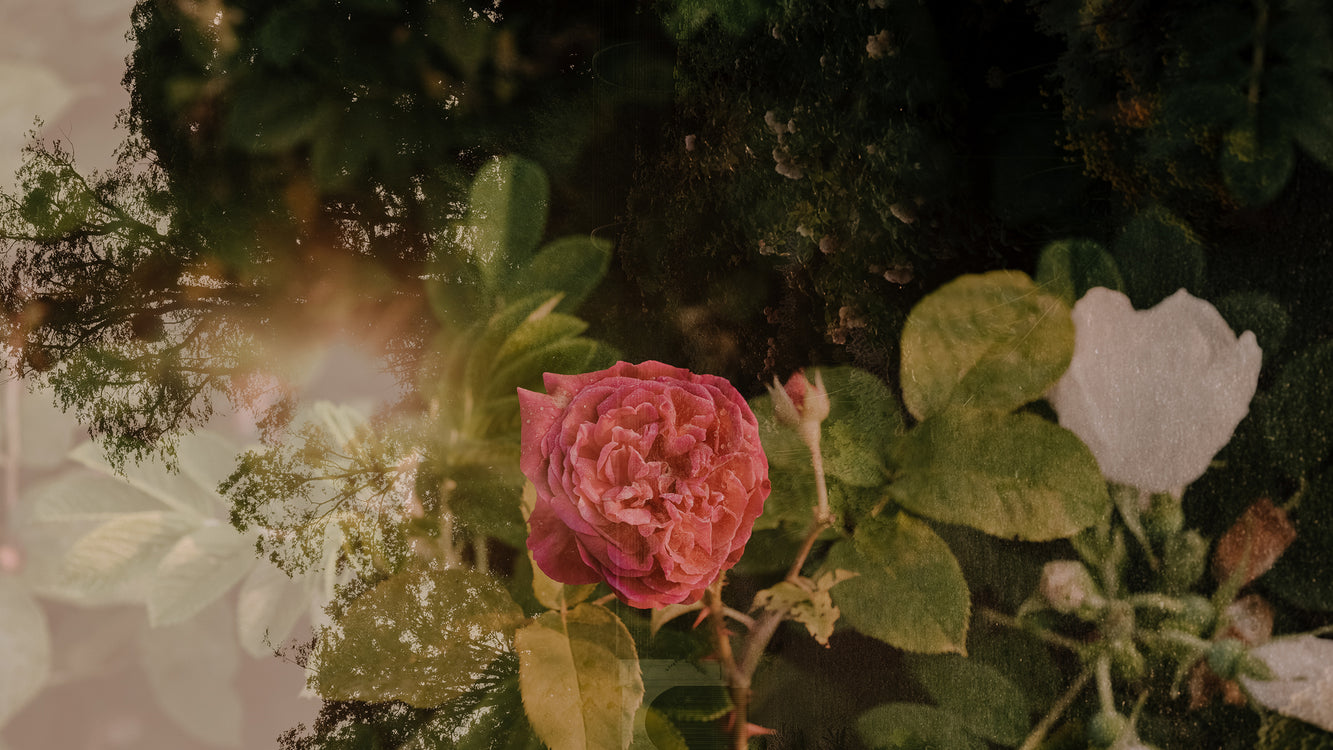 THE SCENT JOURNEY