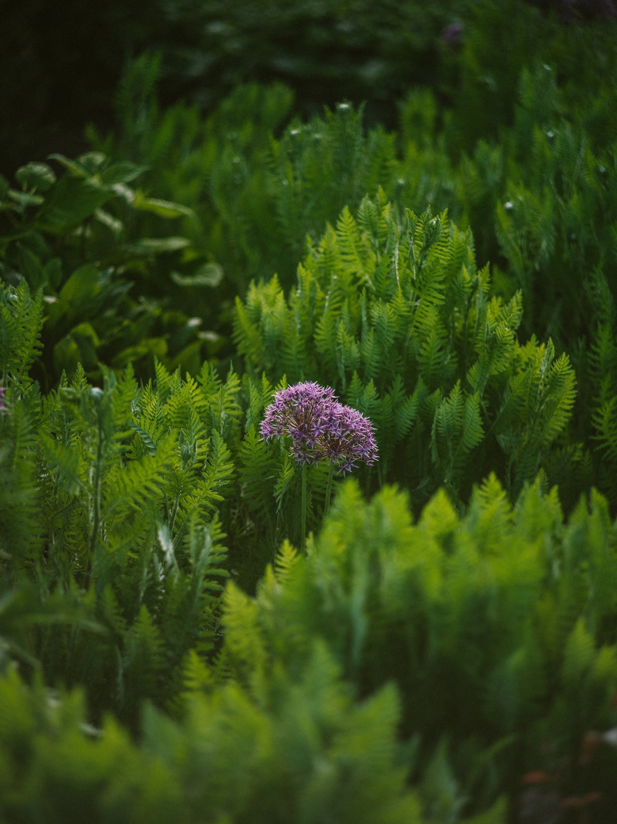 RENEWAL