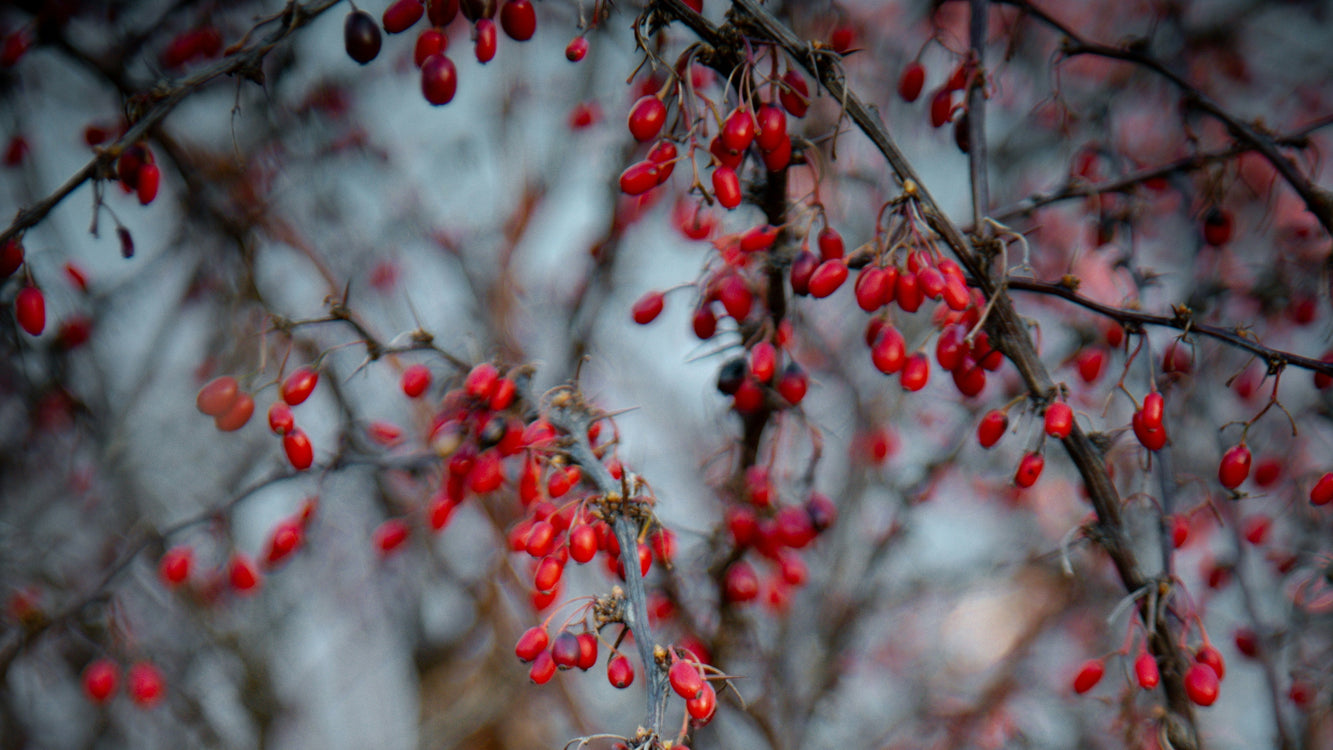 REFLECTION: The Power of Pausing