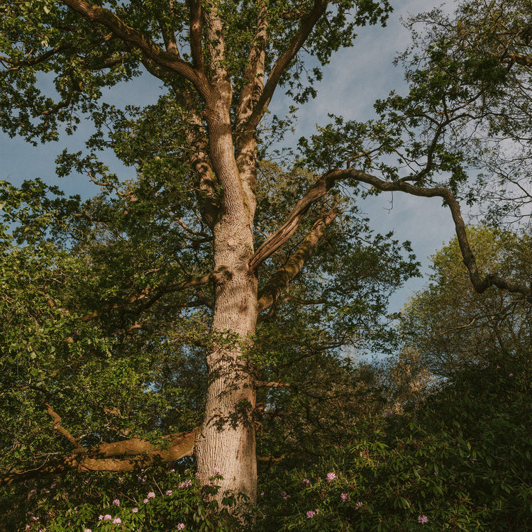 One Year Among the Trees: The Treehouse at Liberty