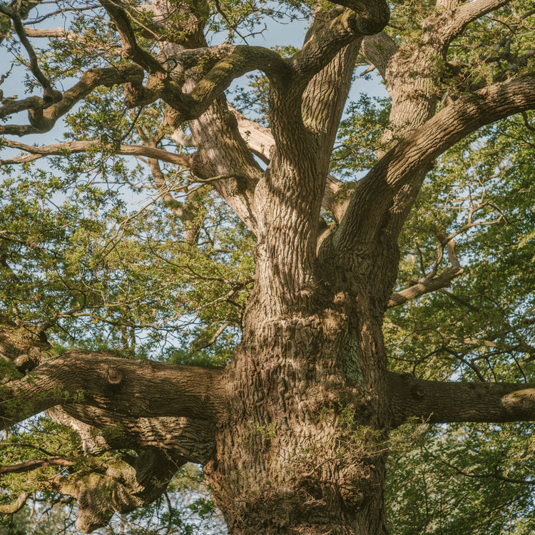 Gather & Nourish: A Morning for Women's Health at Heckfield Place