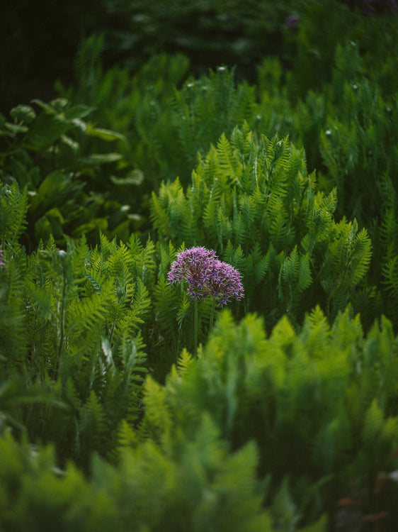 RENEWAL