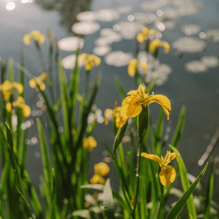 GROWTH: THE QUIET PATH TO BECOMING